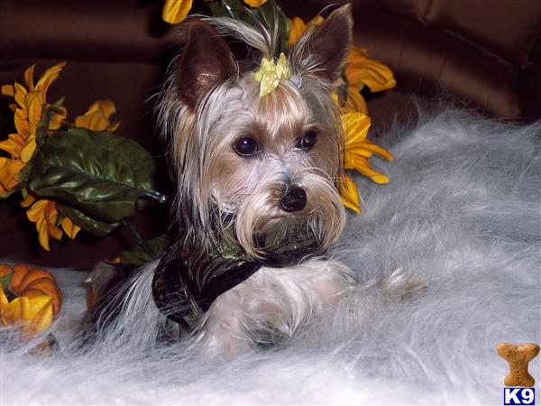 AKC/CKC PARTI YORKSHIRE TERRIER FOR STUD SERVICE ONLY HE CARRY THE GOLD GENES 3 LBS